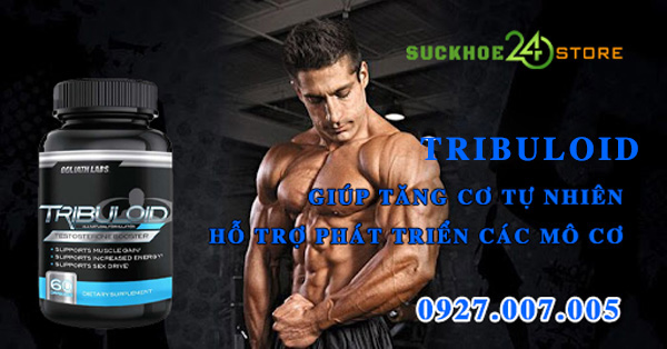 Tribuloid cơ bắp chắc khỏe